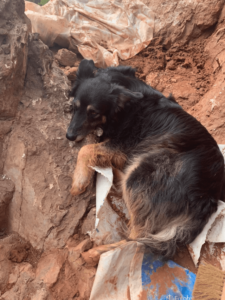 Muffin, el perro que ayudó a Damián Boschetto a encontrar al titanosaurio. Foto: Damián Boschetto.